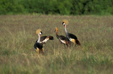 Grue Couronnee Royale Balearica regulorum