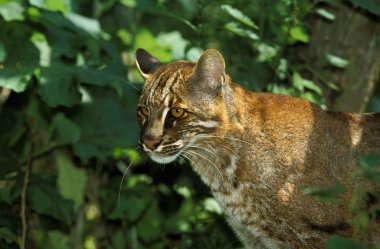 Chat Dore D 'Asie katopuma temmincki