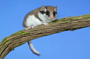 Lerot eliomys quercinus