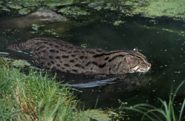 Chat Pecheur prionailurus viverrinus
