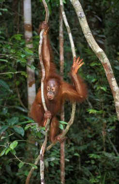 Orang Outan pongo pigmaeus