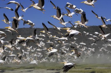 Pelikan Blanc pelecanus onocrotalus