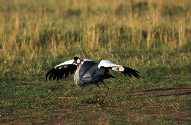 Grue Couronnee Royale Balearica regulorum