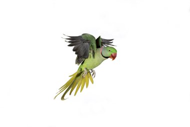 Perruche Alexandre psittacula eupatria