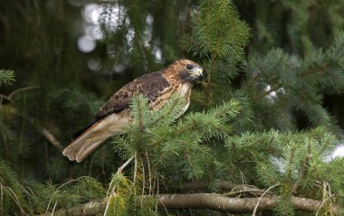 BUSE A QUEUE ROUSSE buteo jamaicensis