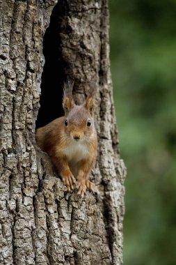 Ecureuil Roux Sciurus vulgaris