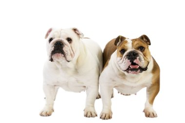 Bulldog Anglais