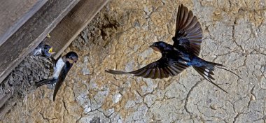 Hirondelle De Cheminee hirundo rustica