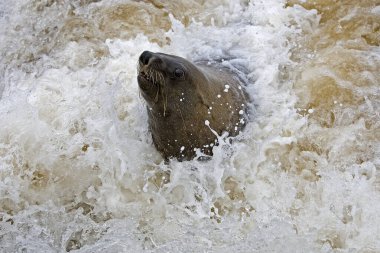 Otarie A Fourrure D 'Afrique Du Sud arctocephalus pusillus