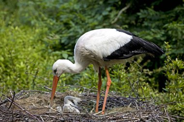 Cigogne Blanche Ciconia Ciconia