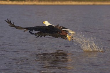 Aigle Pecheur D 'Afrique haliaeetus vocifer