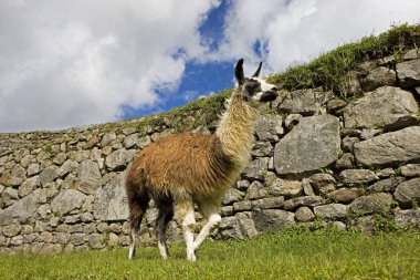 Lama lama gma