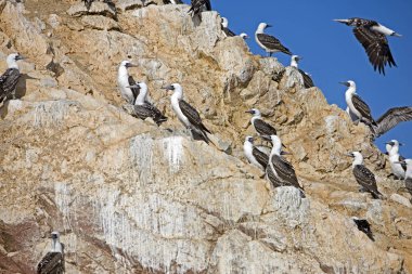 Fou Vari? sula variegata