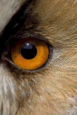 Hibou Moyen Duc asio otus