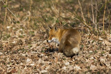 Renard Roux vulpes vulpes
