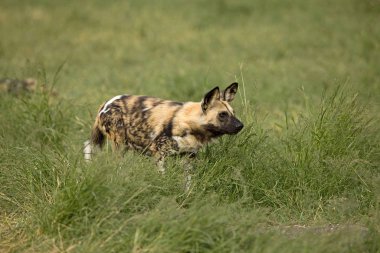 Lycaon Lycaon Pictus