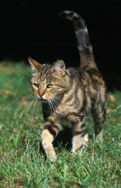 Europeen Kahverengi Tekir