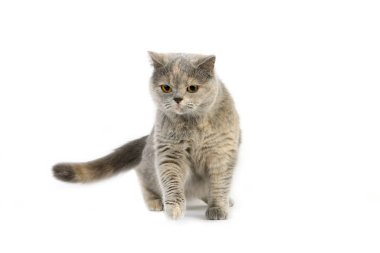 İngiliz Shorthair Bleu Kremi