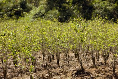 Kokain eritroksilik koka