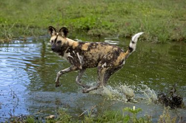 Lycaon Lycaon Pictus