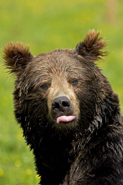 Bizimki Brun ursus arctos