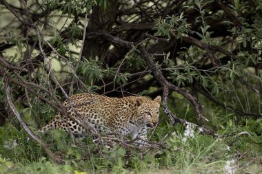 Panorada leopar panthera pardus