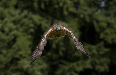 BUSE A QUEUE ROUSSE buteo jamaicensis