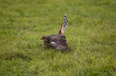 Autour Des Palombes Kazazede Gentilis