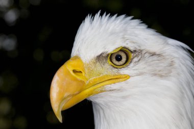Pygargue A Tete Blanche haliaeetus leucocephalus