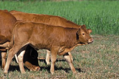Limousin