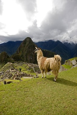Lama lama gma