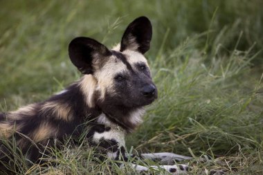 Lycaon Lycaon Pictus