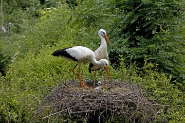 Cigogne Blanche Ciconia Ciconia