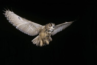 Hibou Grand Dük D 'Europe bubo bubo