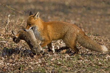 Renard Roux vulpes vulpes