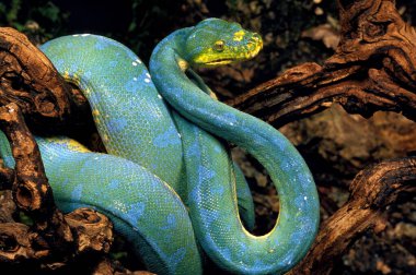 Python Vert morelia viridis