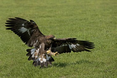 Aigle Royal aquila chrysaetos