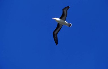 Albatros A Sourcils Noirs diomedea melanophris