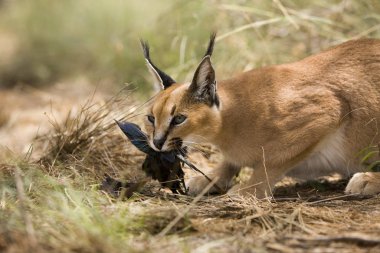 Caracal Caracal Karakter