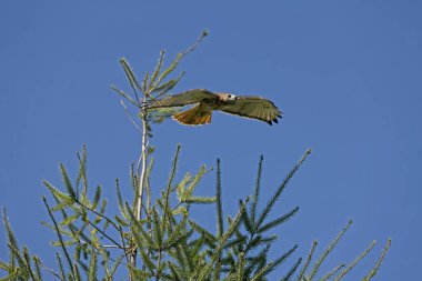 BUSE A QUEUE ROUSSE buteo jamaicensis