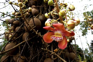 Boulet De Canon couroupita guianensis