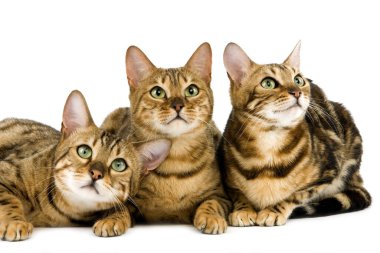 Bengal Kahverengisi Benekli Tabby