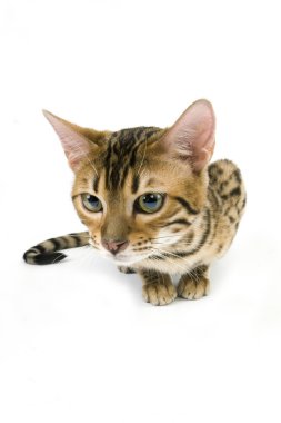 Bengal Kahverengisi Benekli Tabby