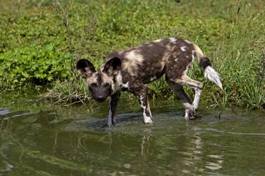 Lycaon Lycaon Pictus