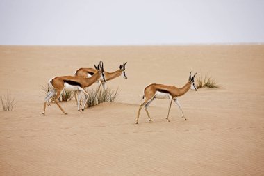 Springbok Antidorcas marsupialis
