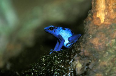 Dendrobate Bleu dendrobates azureus