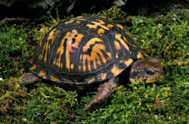 Tortue Boite De Caroline Terrapene Carolina Karolina