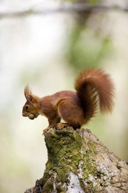 Ecureuil Roux Sciurus vulgaris