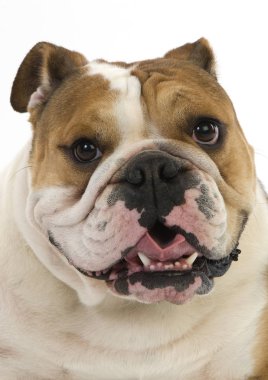 Bulldog Anglais