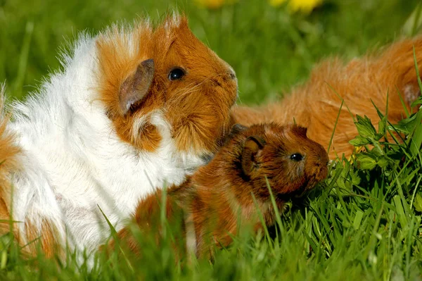 ПОЛЬША ФРИЗЕ cavia porcellus — стоковое фото